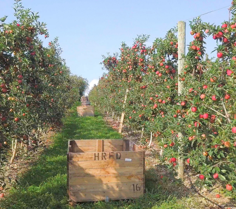 Our Team Hudson River Fruit Distributors Vertically Integrated